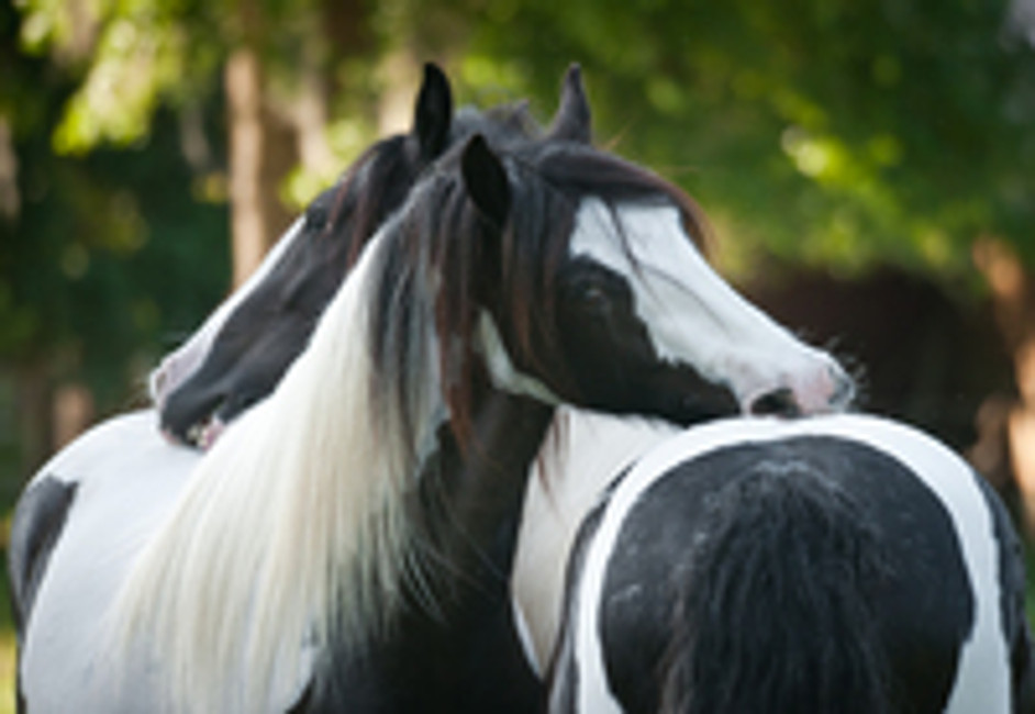 Seasonal Allergies: How do they affect my horse?
