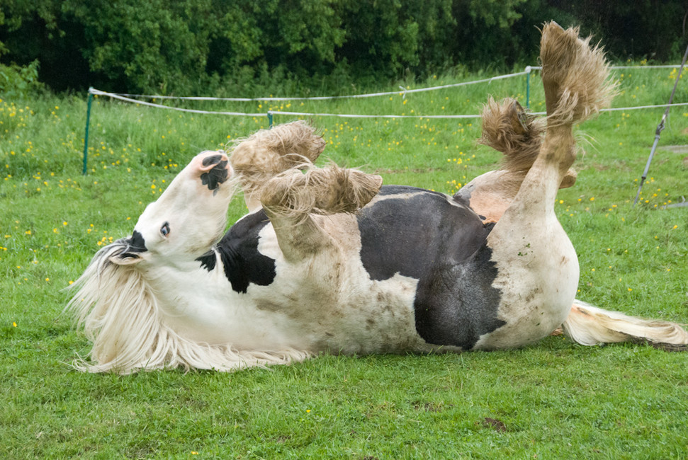 Antibiotics: Your horse's digestive foe?
