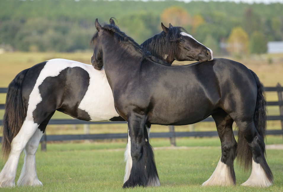 Seasonal Allergies: How do they affect my horse?