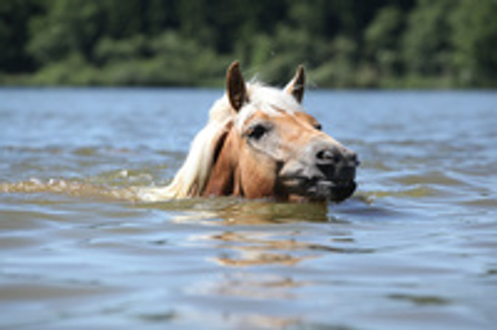 AQUATIC THERAPY, IT’S NOT JUST FOR HUMANS ANYMORE