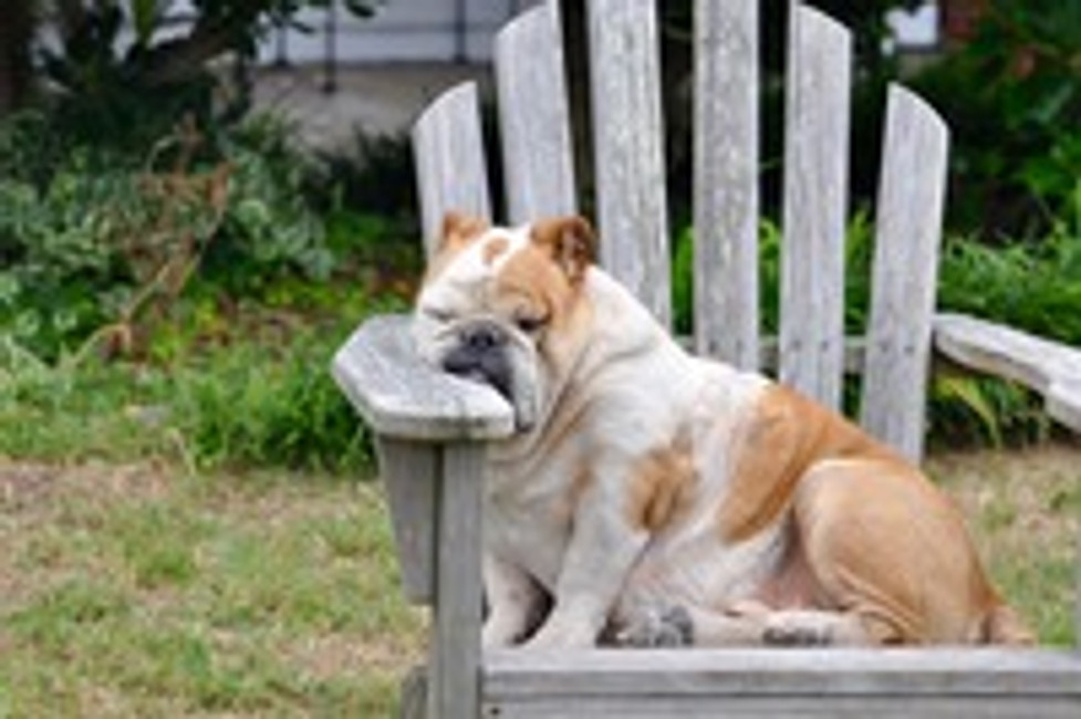 Why Does Your Dog Sleep All Day?