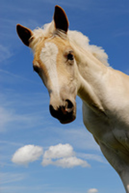 Smarter Foals?