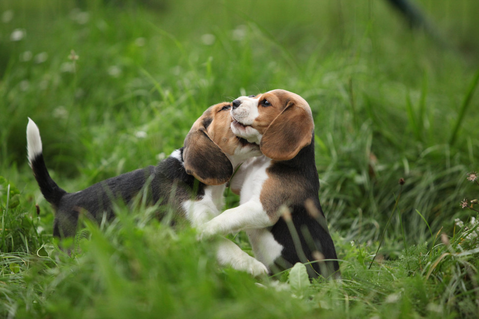Welcoming Home Your New Animal
