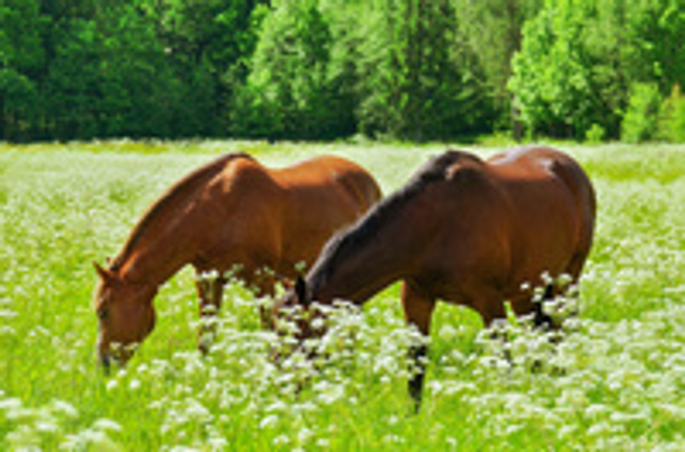 Breaking the Mold to Manage My Horse's Allergies.