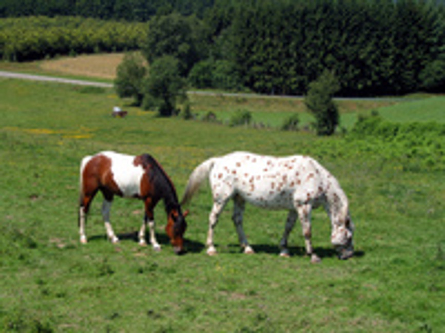 Sunburns and Horses: What You Need to Know to Keep Your Horse Protected