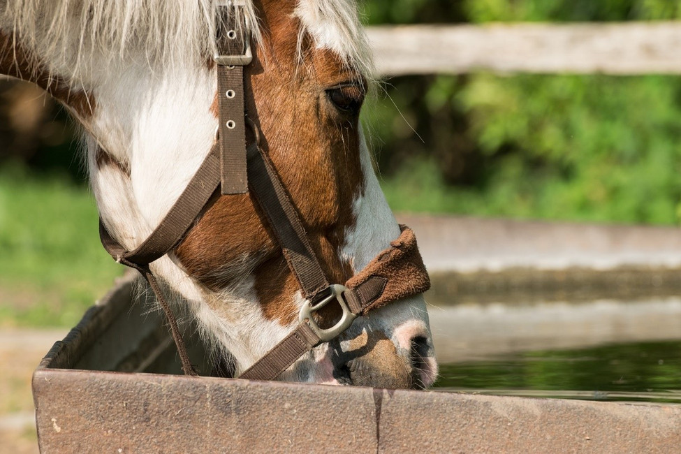 Keeping Your Troughs Clean in the Heat of Summer