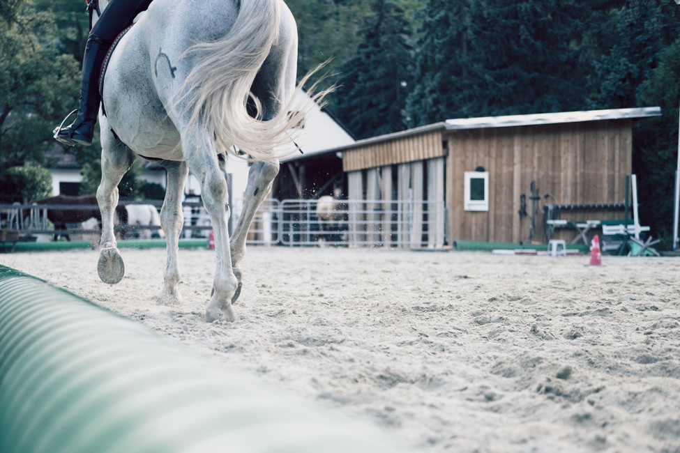 Jump Into Show Season: Tips For A Better Season 