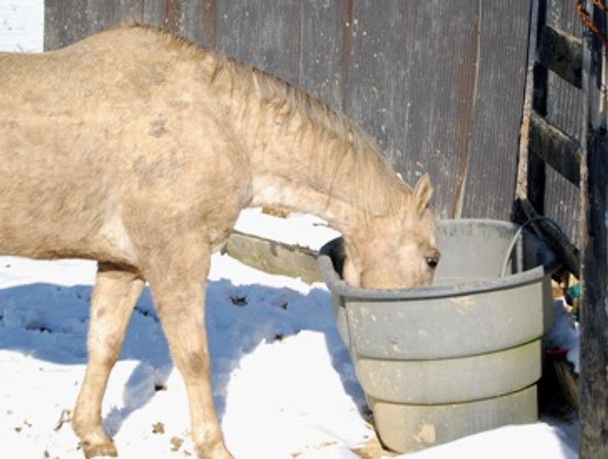 Winter How-to: Keep Your Horses Water from Freezing