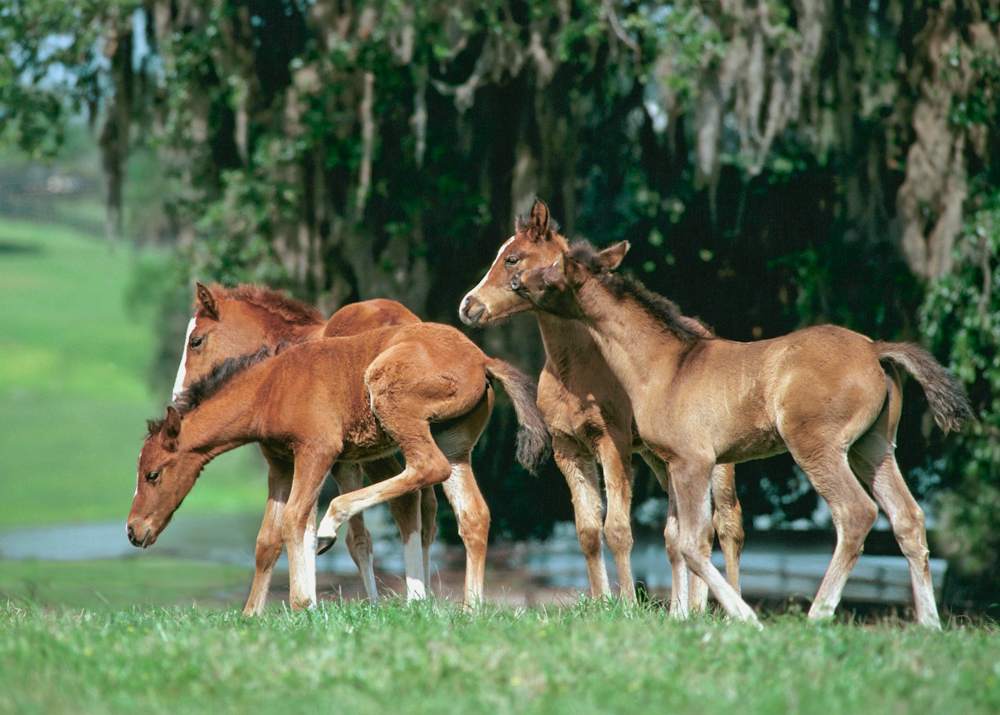 Is Your Foal Getting What He Needs To Thrive Arenus