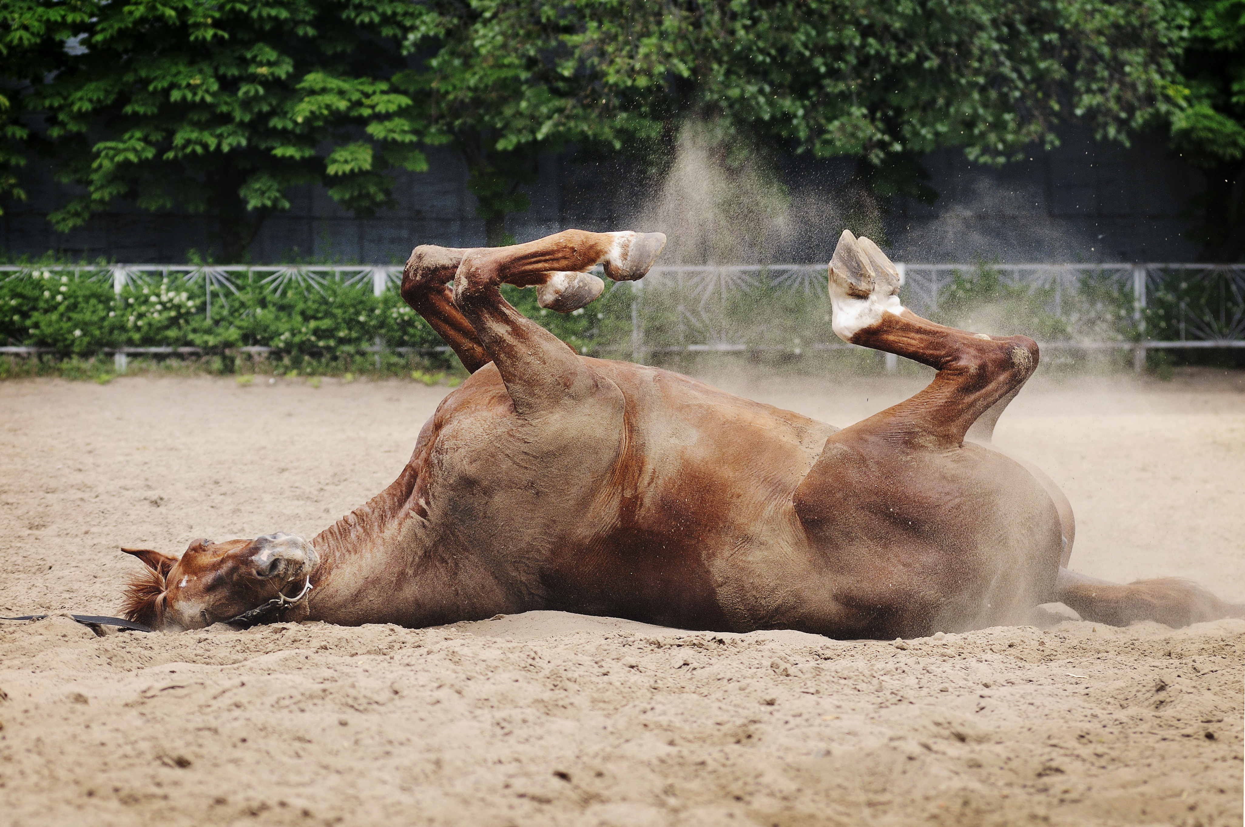 Antibiotics: Your horse's digestive foe? - Arenus