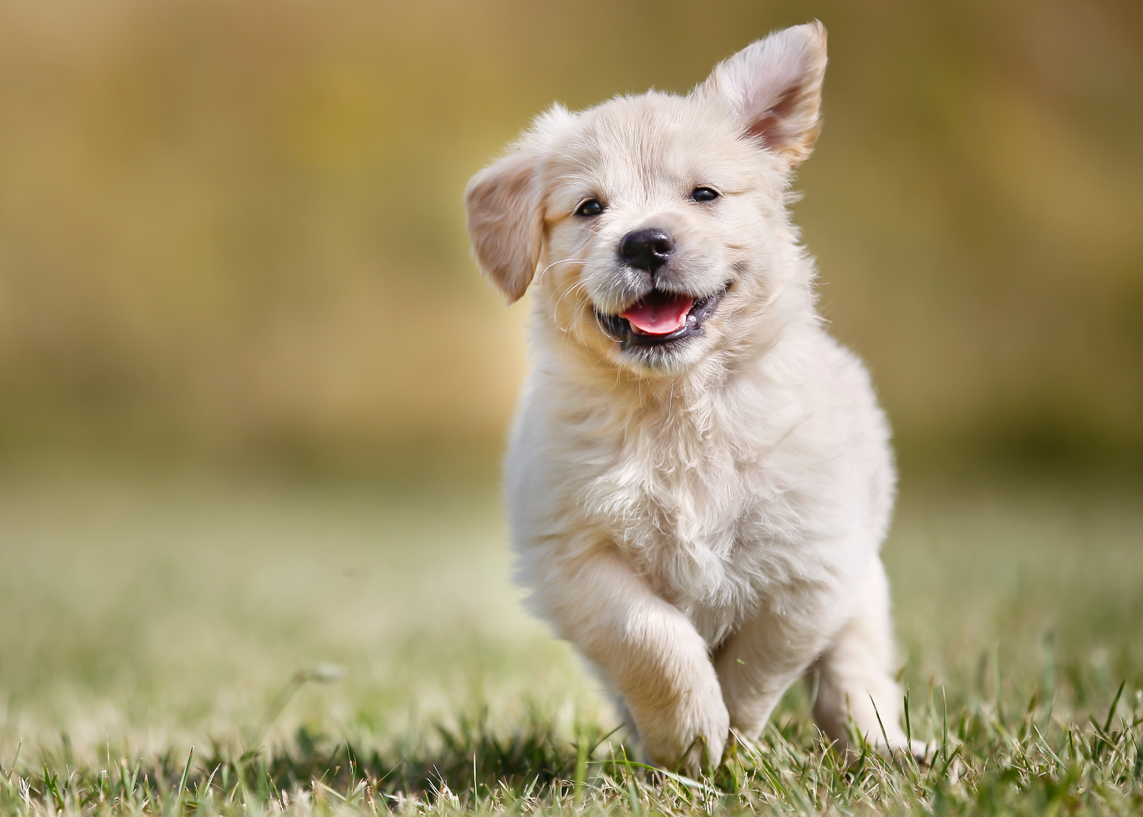 Happy dog. Золотистый ретривер короткошерстный. Золотистый ретривер маленький щеночек. Щенки Голден ретривера 1 месяц. Радостный щенок.