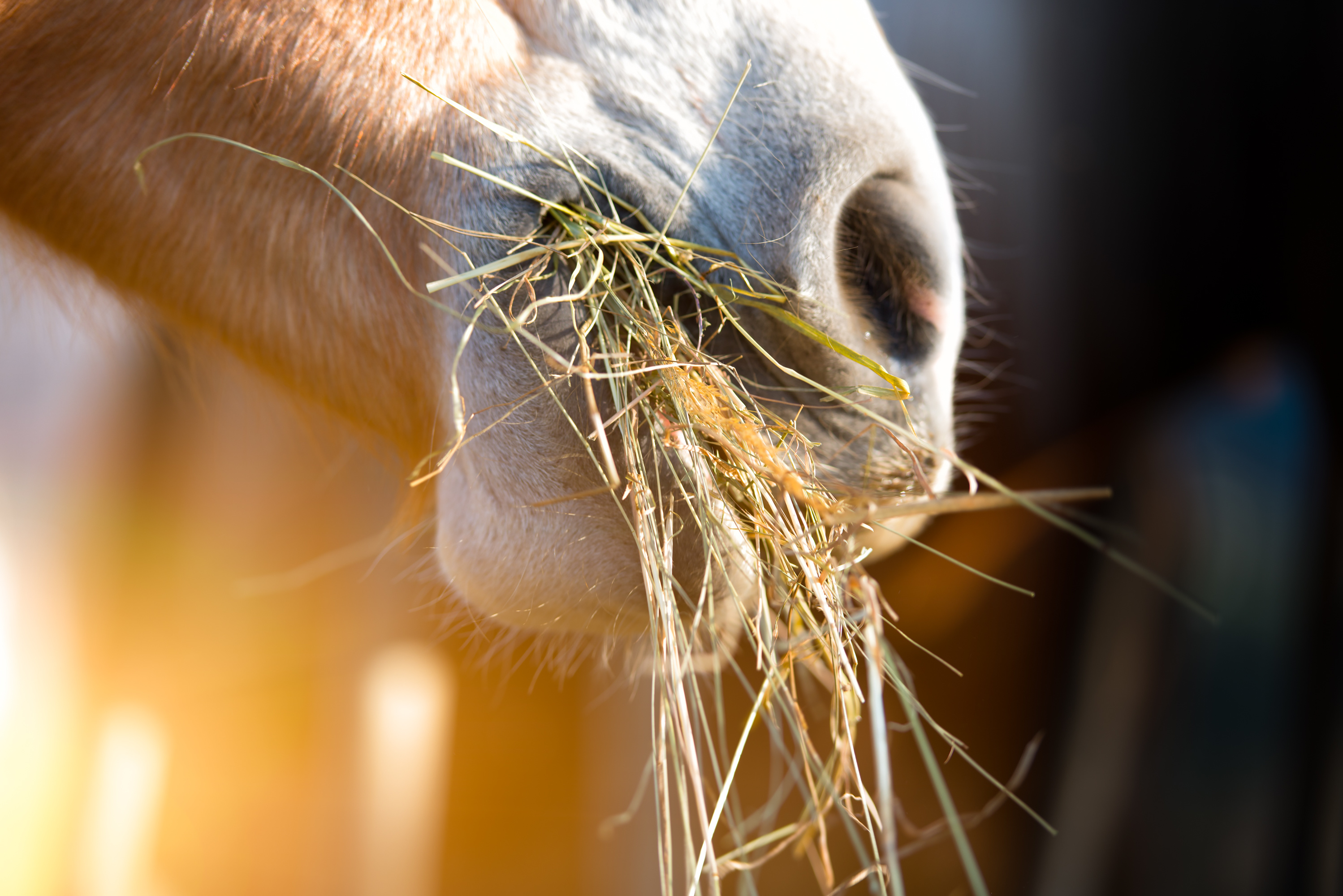 What Probiotics & Prebiotics Can Do for Your Horse - Arenus