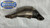Kawasaki Ninja EX650 AKROPOVIC Rear Muffler slip on SUIT 2017 TO 2024