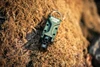 Lockhart Tactical STATAS Hybrid Adapter GEN 2 (.22/.209)