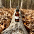 VK2 2mg/drop in EVOO on log
