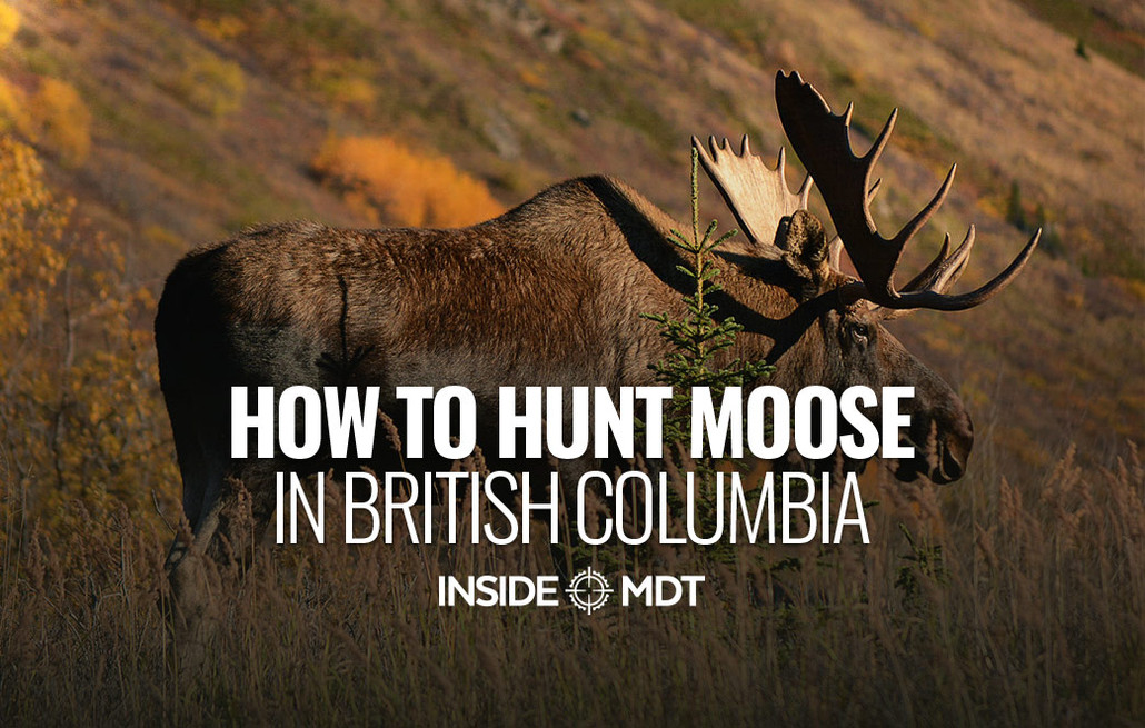 How to Hunt Moose in British Columbia - Inside MDT