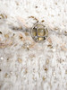 CHANEL 19A Metiers d'Art Ecru/ Gold Tweed Jacket 38 *New