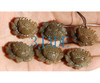 Brown Jade Lotus Flower under natural light