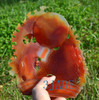 Carnelian/Red Agate Lotus Koi Fish Statue / Sculpture / Carving -J028068