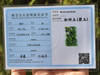 Certified jade 