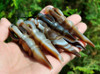 5pcs Sardonyx / Banded Agate Buddhist Ritual Amulet / Auspicious Vishwa Vajra / Pendants -J028115