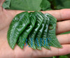 jade fern pendant
