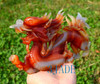 10" Carnelian / Red Agate Chinese Dragon Statue Home Decorative Feng Shui Sculpture