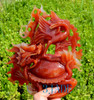 Chinese Crane Dragon Turtle Carving