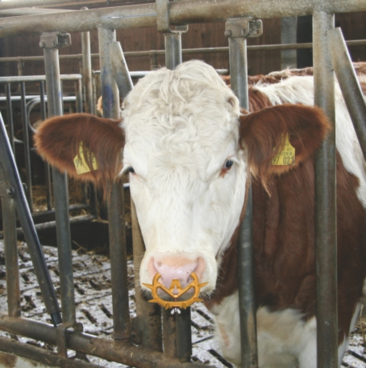 Weaner for calves and cows Hamby Dairy Supply
