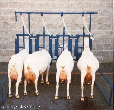 4 Stanchion Assembly for goats / sheep Self Standing Hamby Dairy Supply