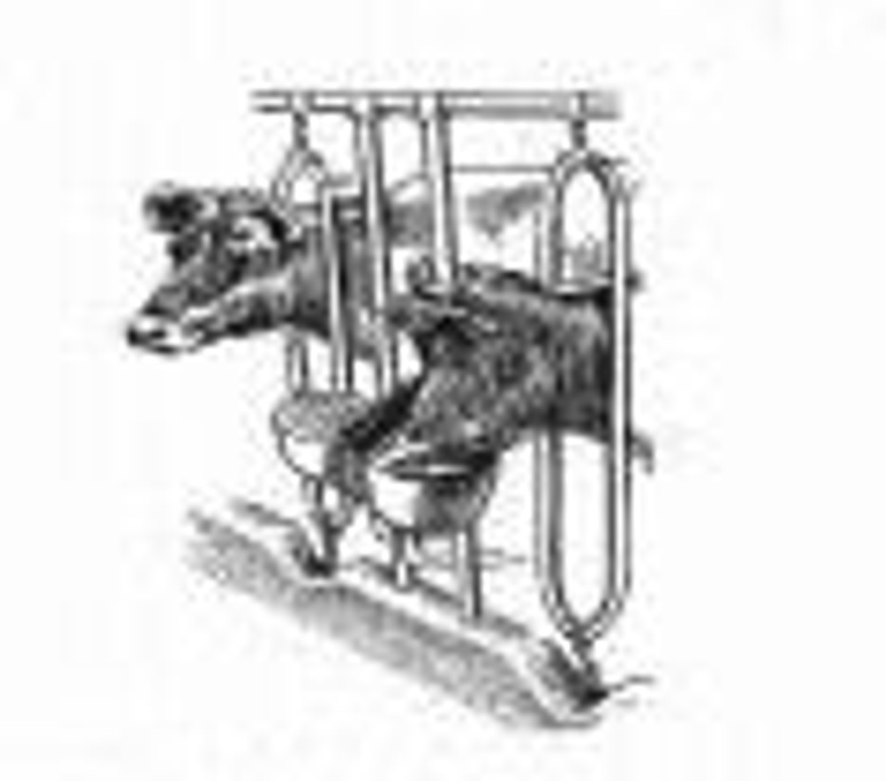 Sold Out! Used Stanchion for individual family cow - Hamby Dairy