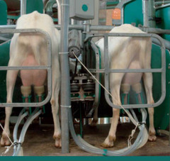 Pipeline Milking System for 16 goats or sheep without stalls