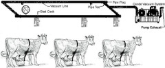 Surge Cow Bucket Milker - Complete 3 cow system - (HD stationary vacuum) Surge Cow Bucket Milker - Complete 3 cow system - (HD stationary vacuum)