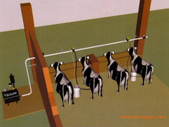 Dairy Cow Flat Barn bucket milking system