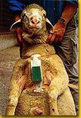 Orange RAM CRAYON / EWE MARKER BLOCK by RAIDEX Orange RAM CRAYON / EWE MARKER BLOCK by RAIDEX