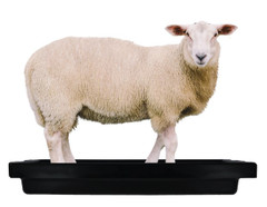 Foot Bath for Goats Sheep and other smaller livestock