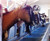 Pipeline Milking System for 6 goats or sheep ***stalls included Pipeline Milking System for 6 goats or sheep ***stalls included