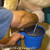 4501w Improved Hamby 1 or 2 Cow Bucket Milker complete with Wash Pkg - electric or gas power 4501w Improved Hamby 1 or 2 Cow Bucket Milker complete with Wash Pkg - electric or gas power