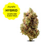 ATLRx Hemp CBD Premium Flower - Strawnana