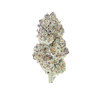 VIIA Organic Top-Shelf Indoor THCA Flower - Purple Haze