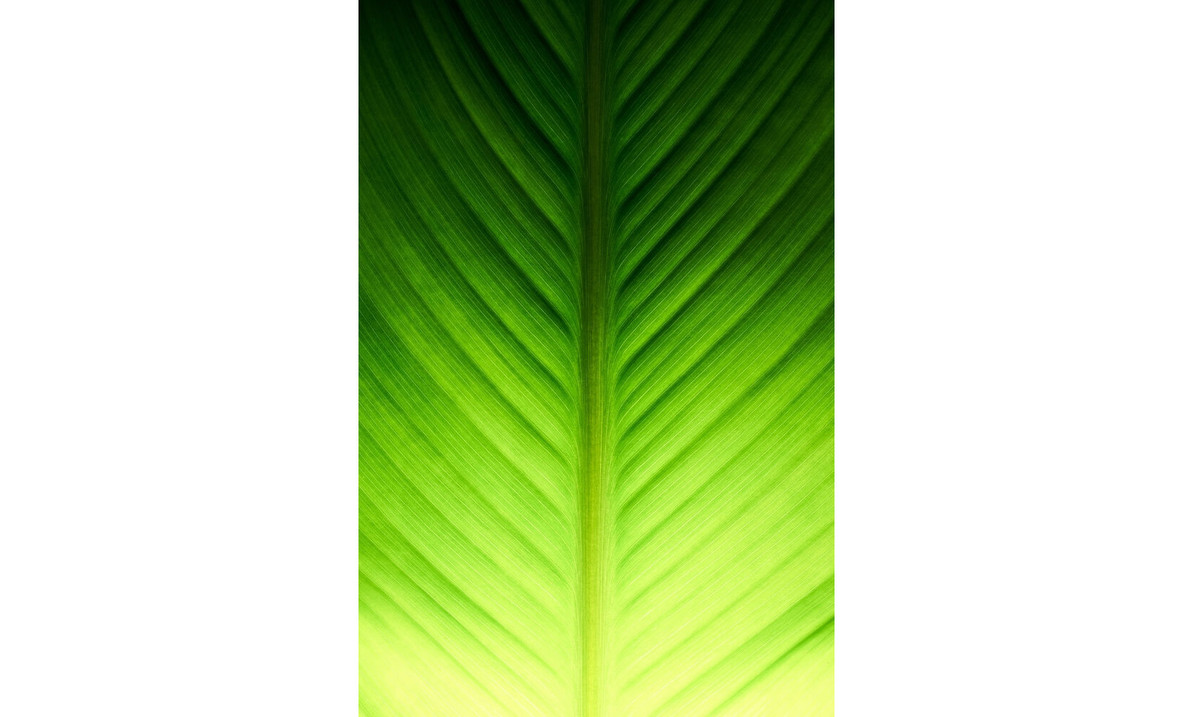 A Complete Insight into Kanna