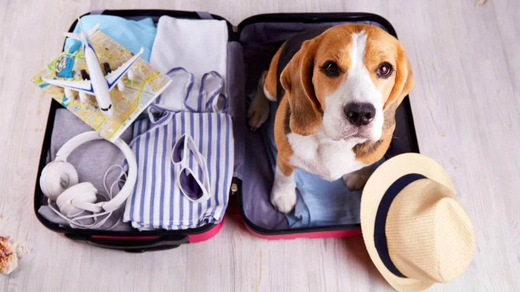 How to Properly Keep Your Pet Calm When They’re Traveling with You