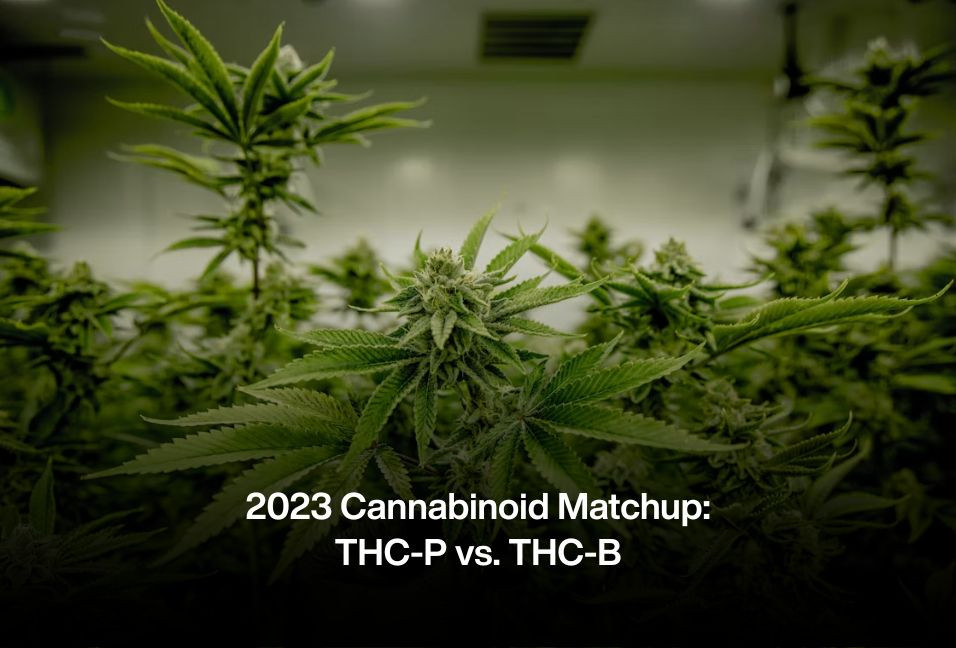 2023 Cannabinoid Matchup: THC-P vs. THC-B
