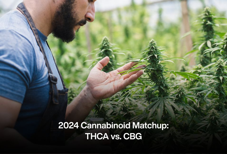 2024 Cannabinoid Matchup: THCA vs. CBG