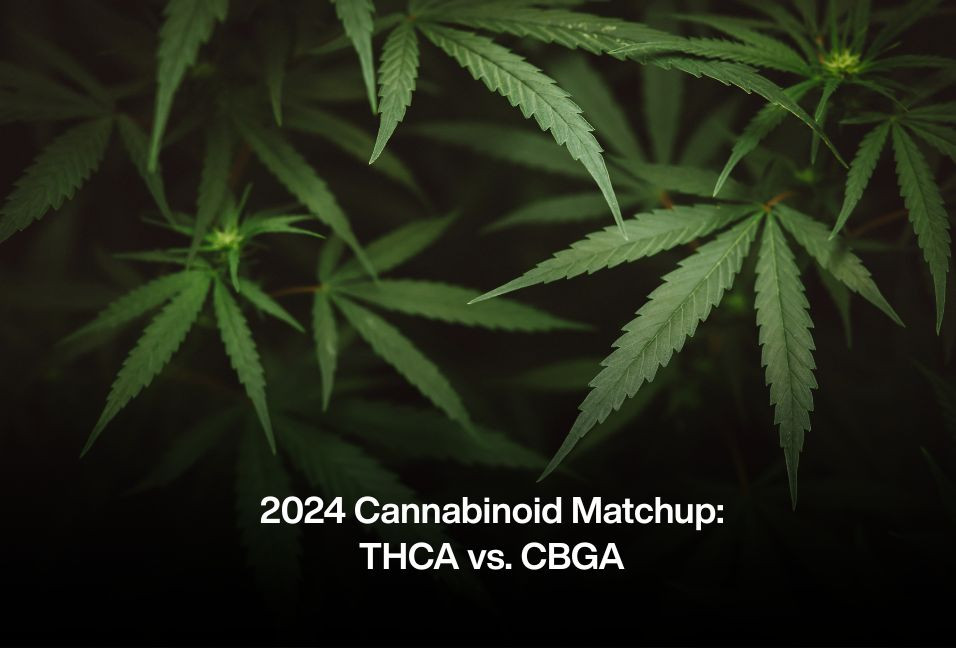 2024 Cannabinoid Matchup: THCA vs. CBGA