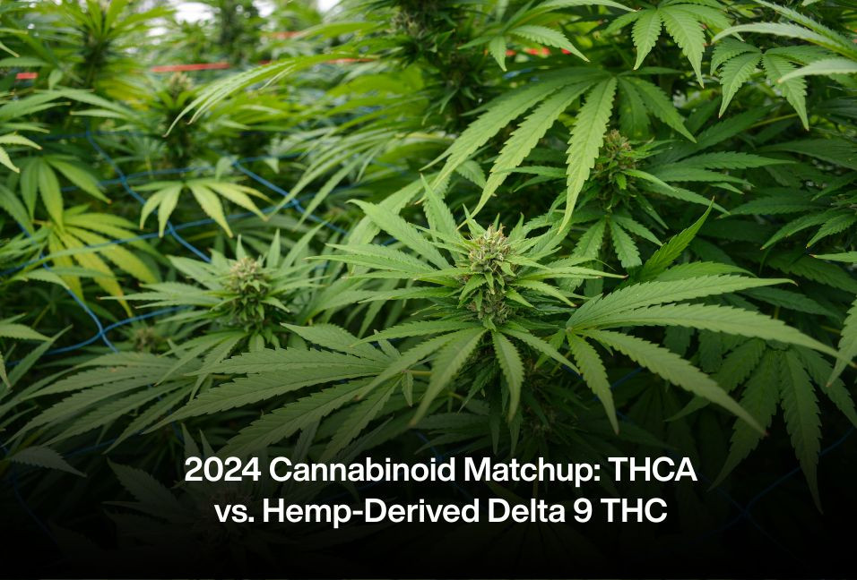 2024 Cannabinoid Matchup: THCA vs. Hemp-Derived Delta 9 THC