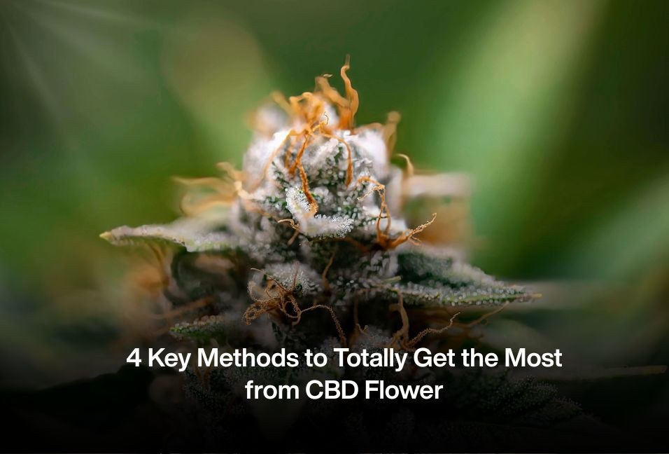 4 Key Methods to Totally Get the Most from CBD Flower