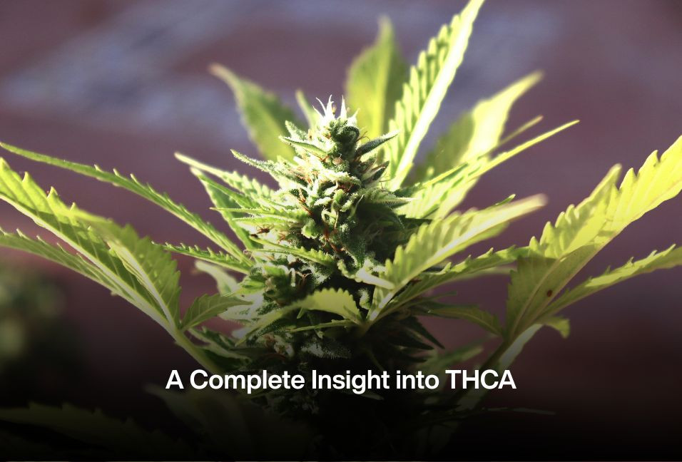 A Complete Insight into THCA