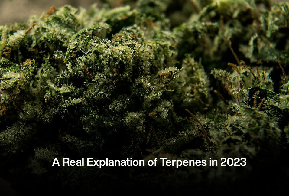 A Real Explanation of Terpenes in 2023