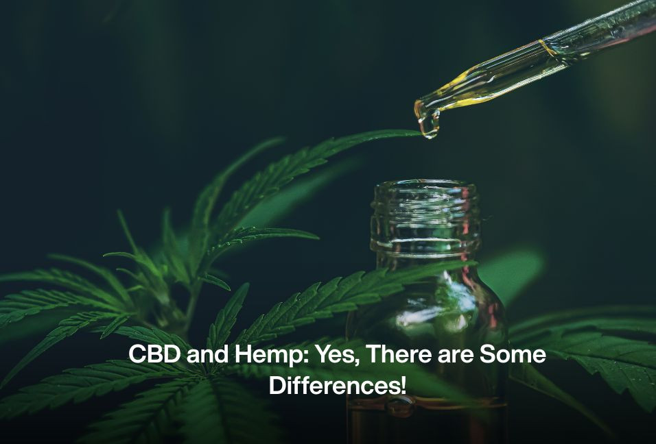 CBD and Hemp: Yes, There are Some Differences!